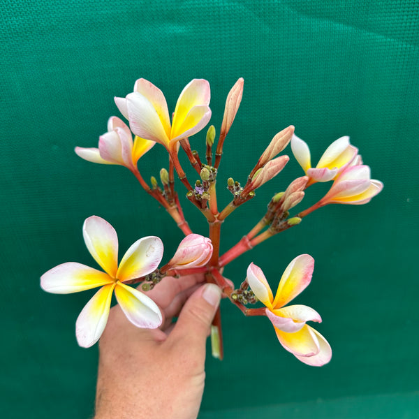 Frangipani ‘EJN01’ NEW Edible Jungle Nursery