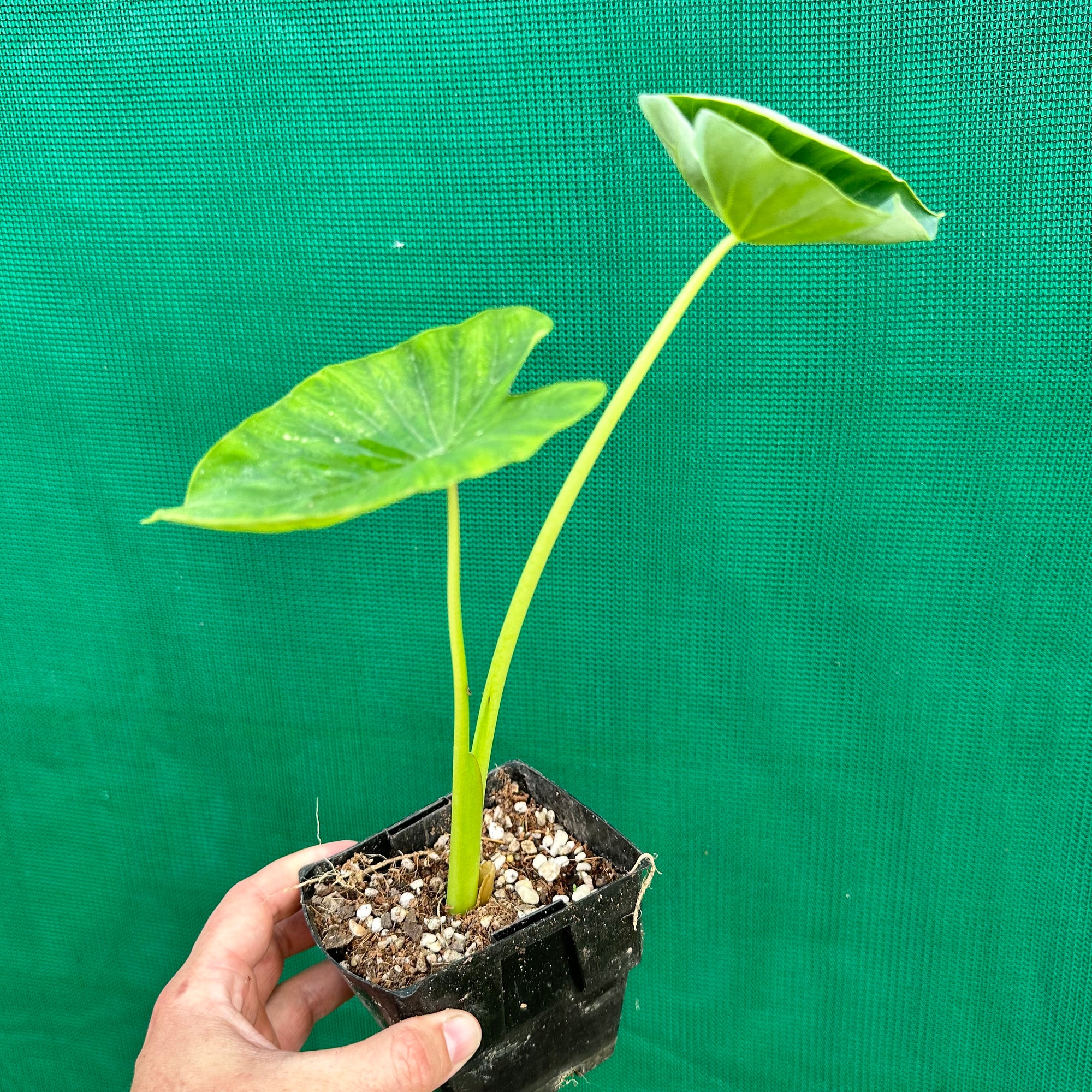 Taro - Bunlong NEW