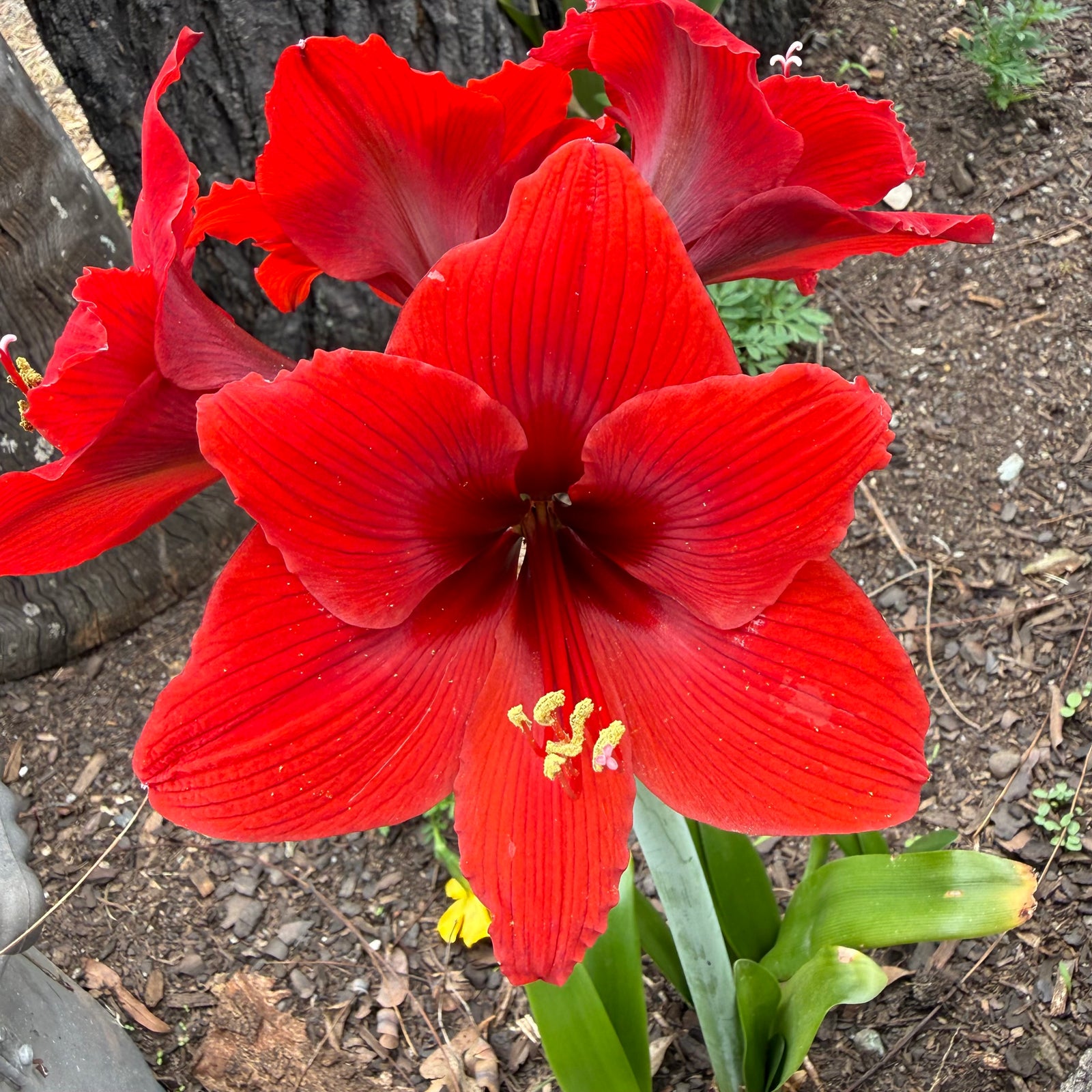 Hippeastrum ‘Top Choice’ NEW