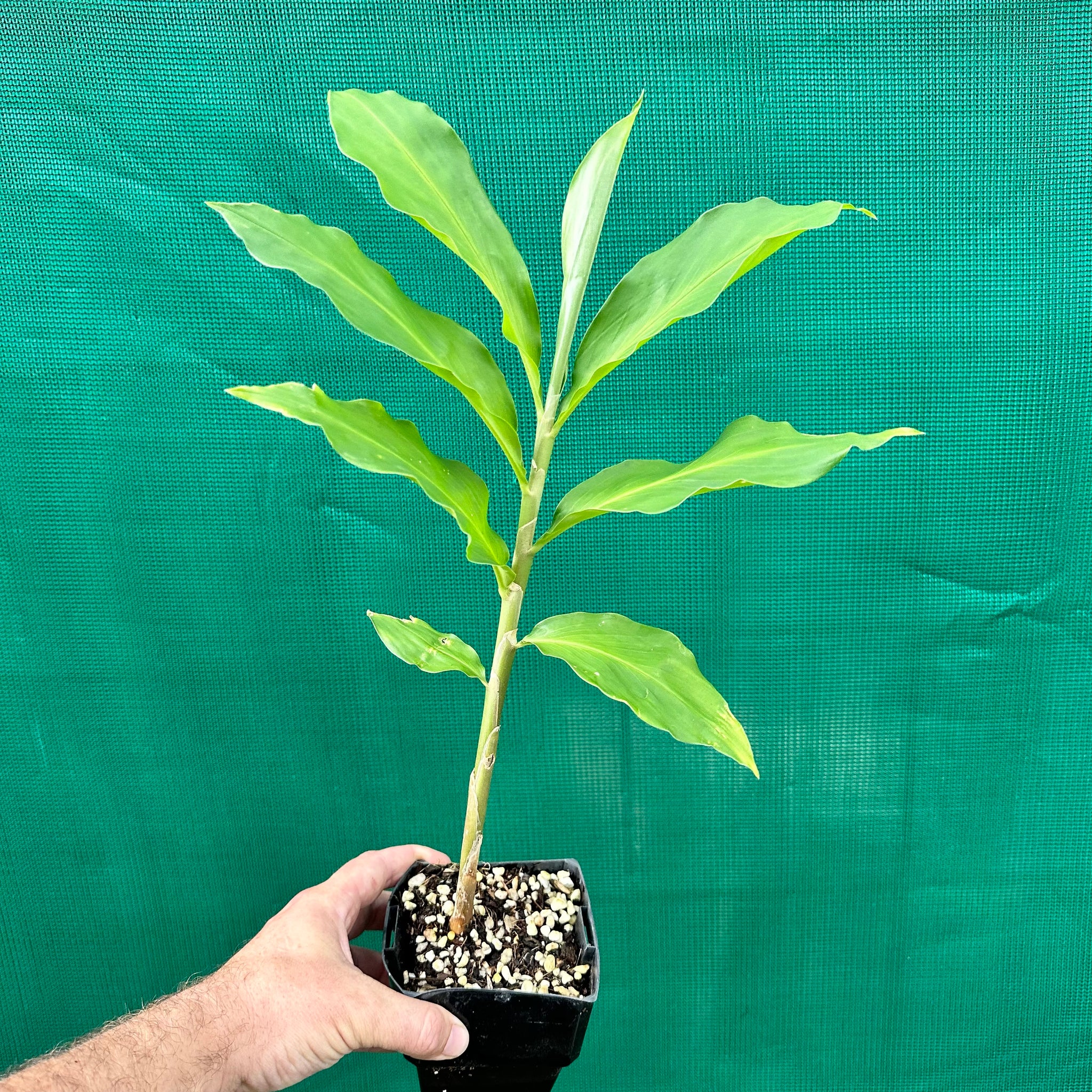 Shampoo Ginger - Zingiber zerumbet NEW - Edible Jungle Nursery