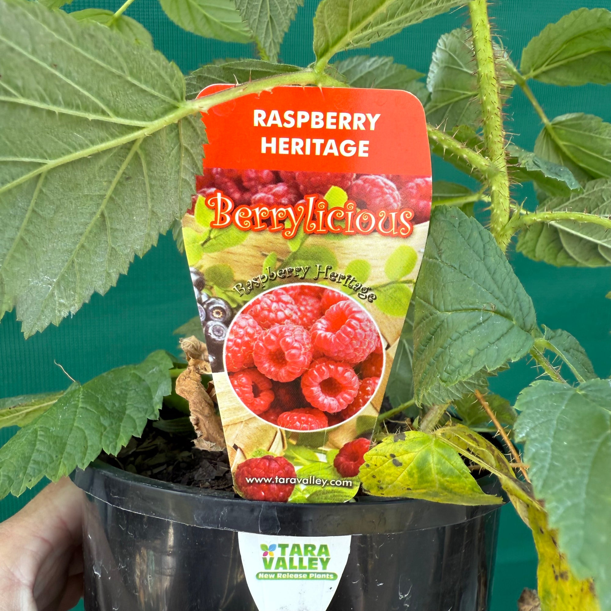 Herritage Raspbery Raspberry Heritage - Rubus idaeus - Edible Jungle Nursery