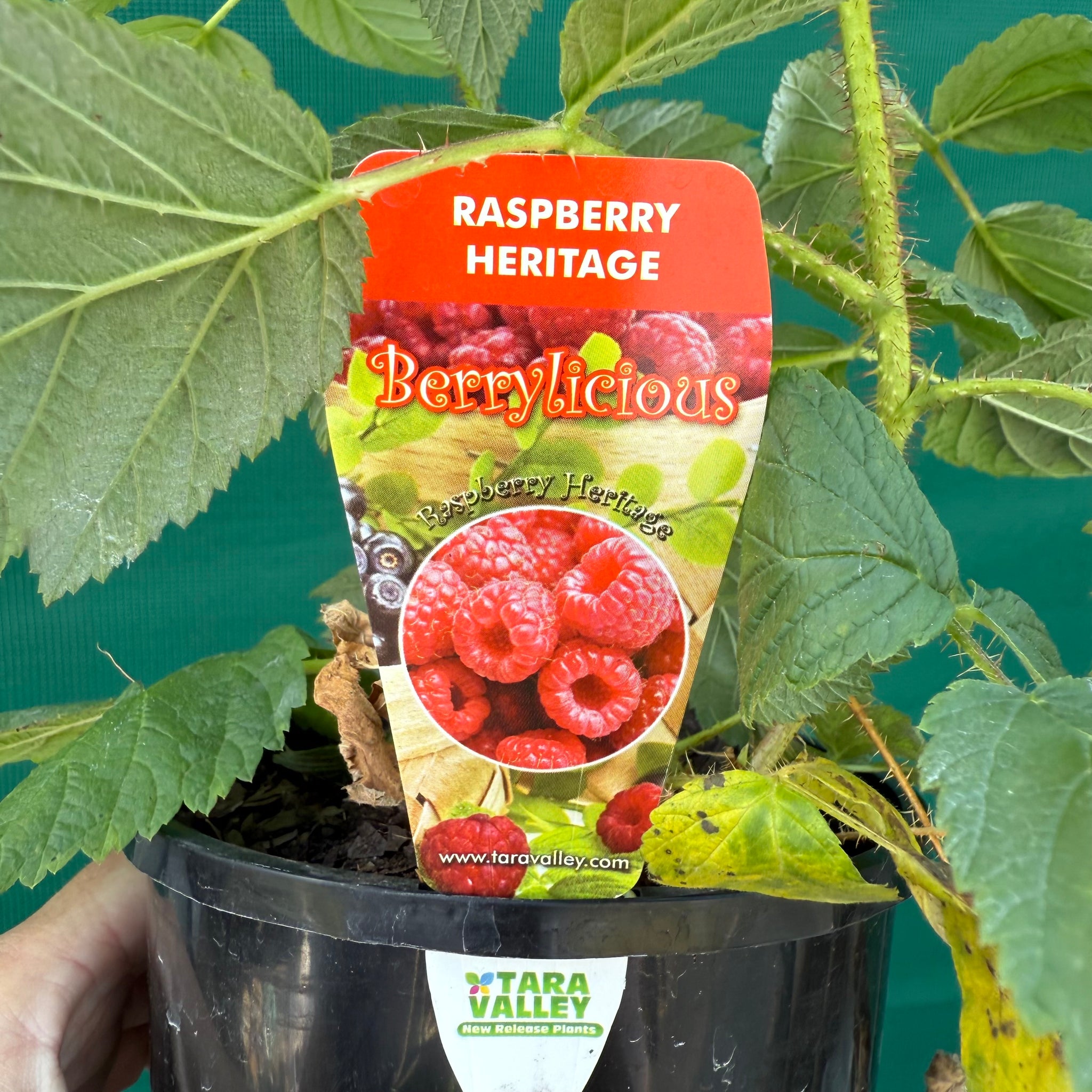 Idaeus Raspberry Raspberry Heritage - Rubus idaeus - Edible Jungle Nursery