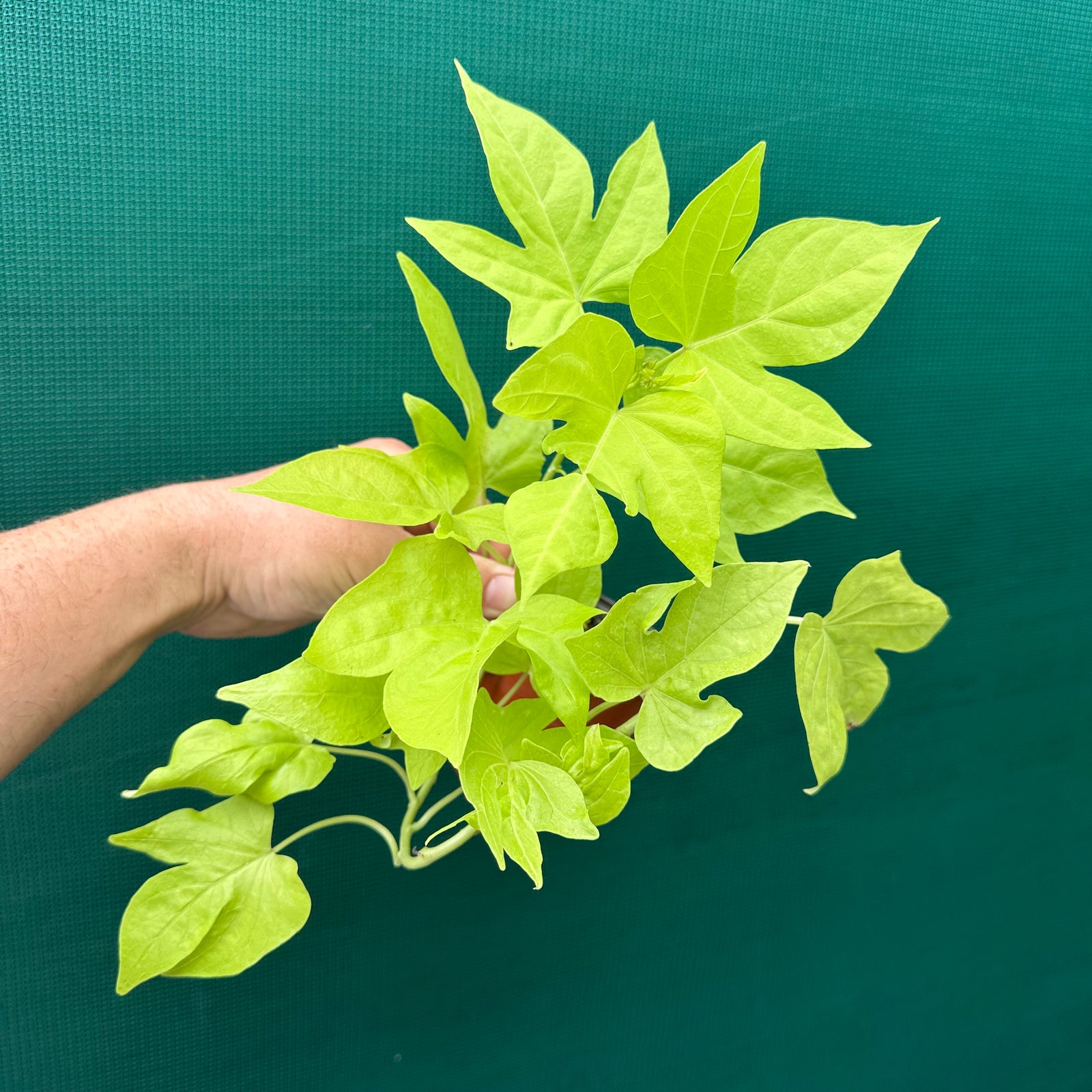 Sweet Potato ‘Ornamental Lime’ NEW