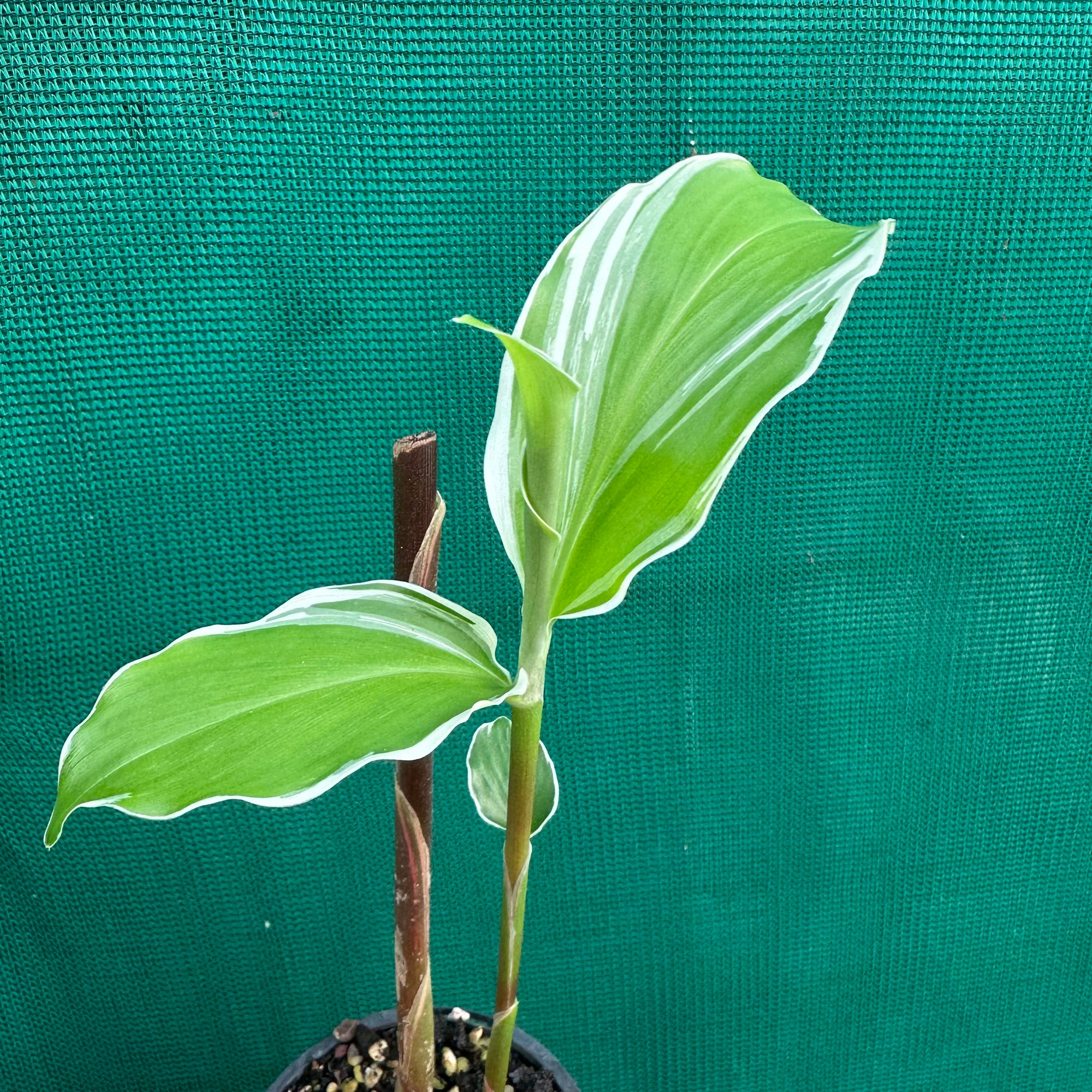 Variegated Shampoo Ginger - Zingiber zerumbet NEW