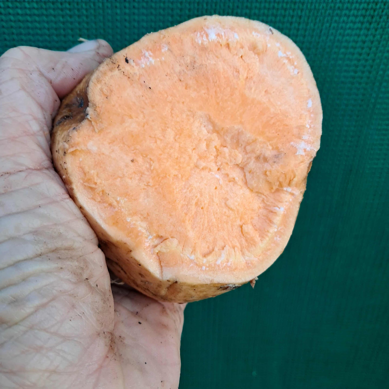 Sweet Potato ‘Treasure Island Manihi’ NEW