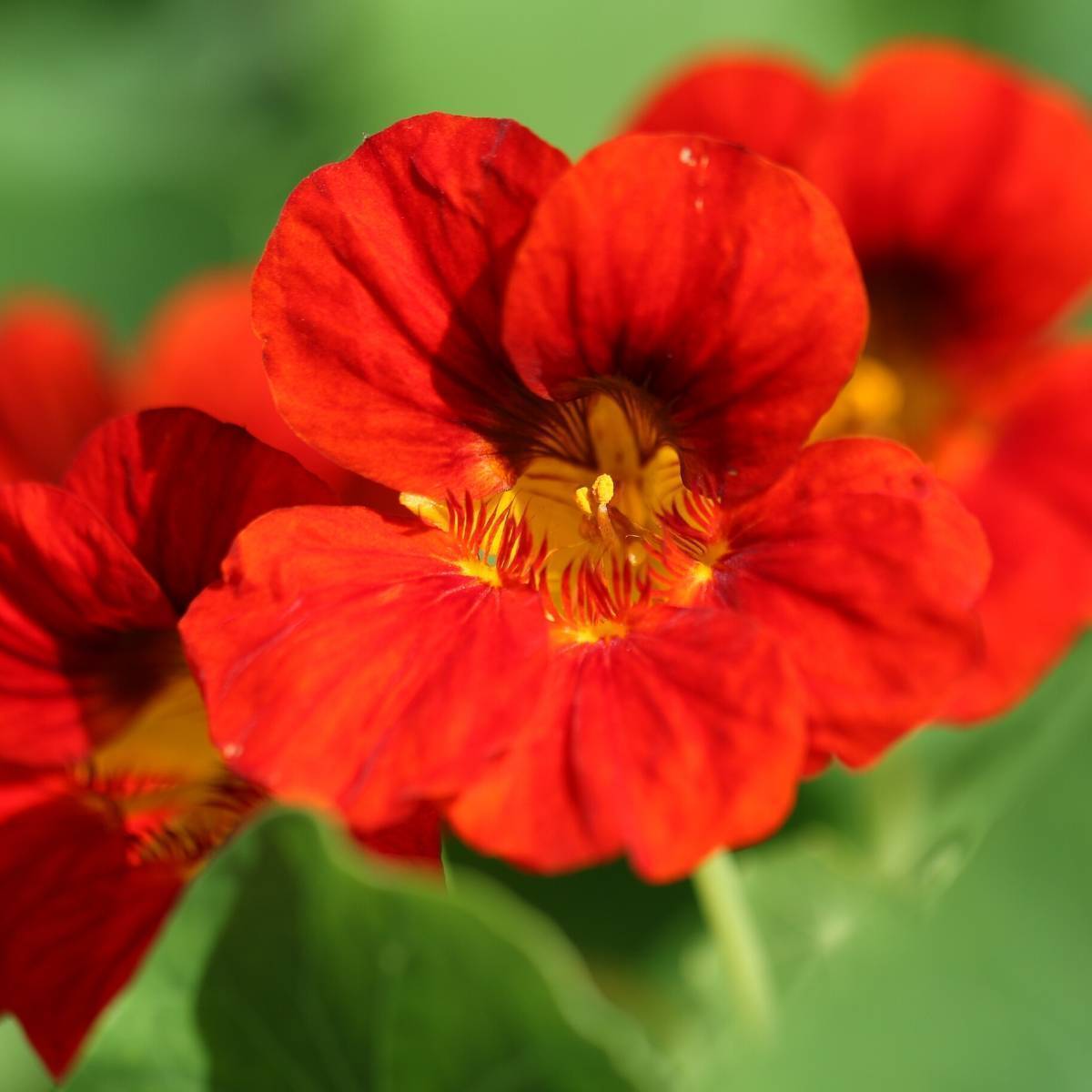Nasturtium ‘Empress of India’ NEW