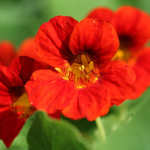 Nasturtium ‘Empress of India’ NEW