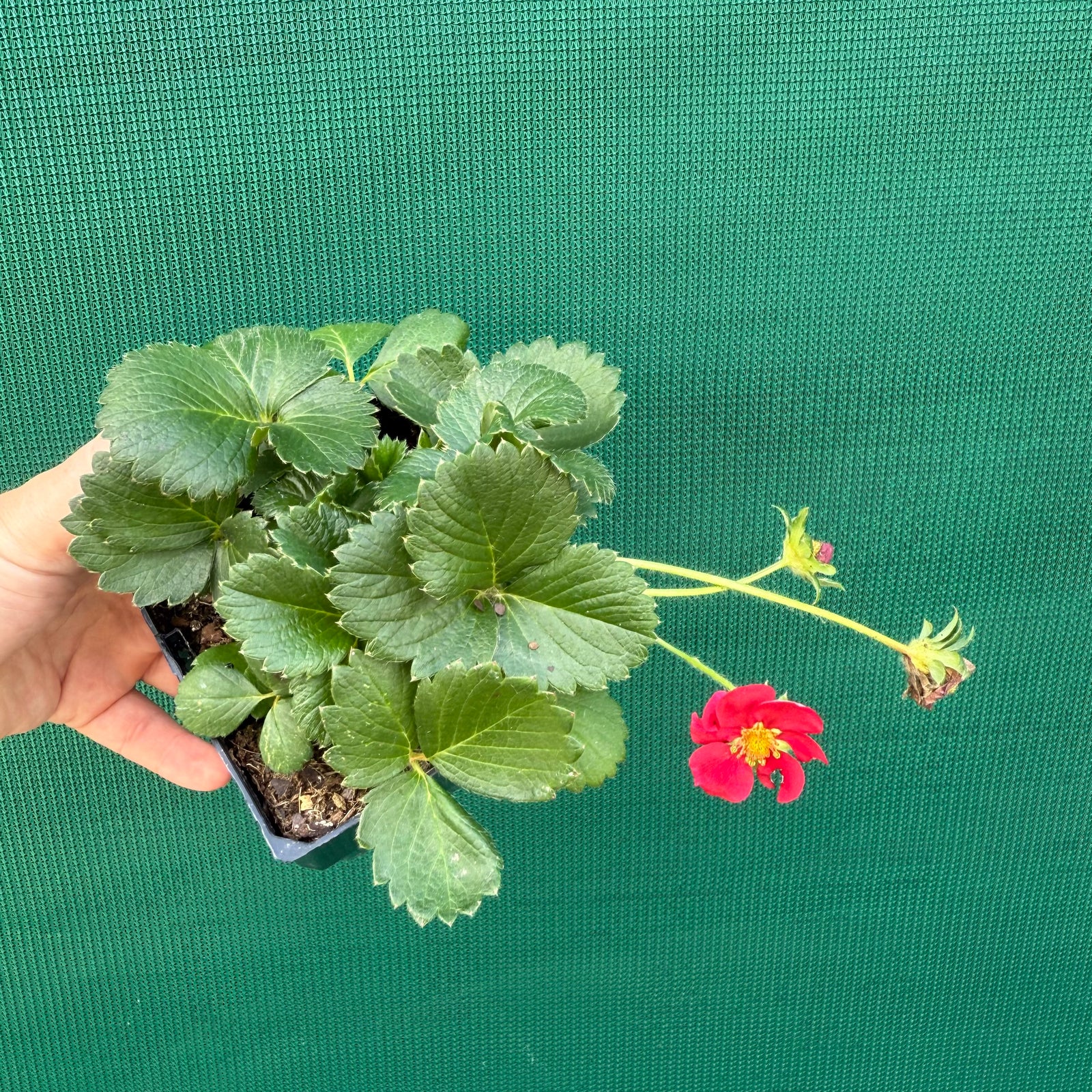 Strawberry - Ruby Red NEW