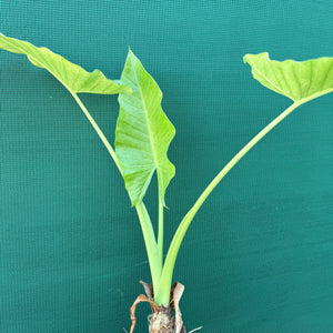 Native Elephant Ear (Alocasia brisbanensis) NEW