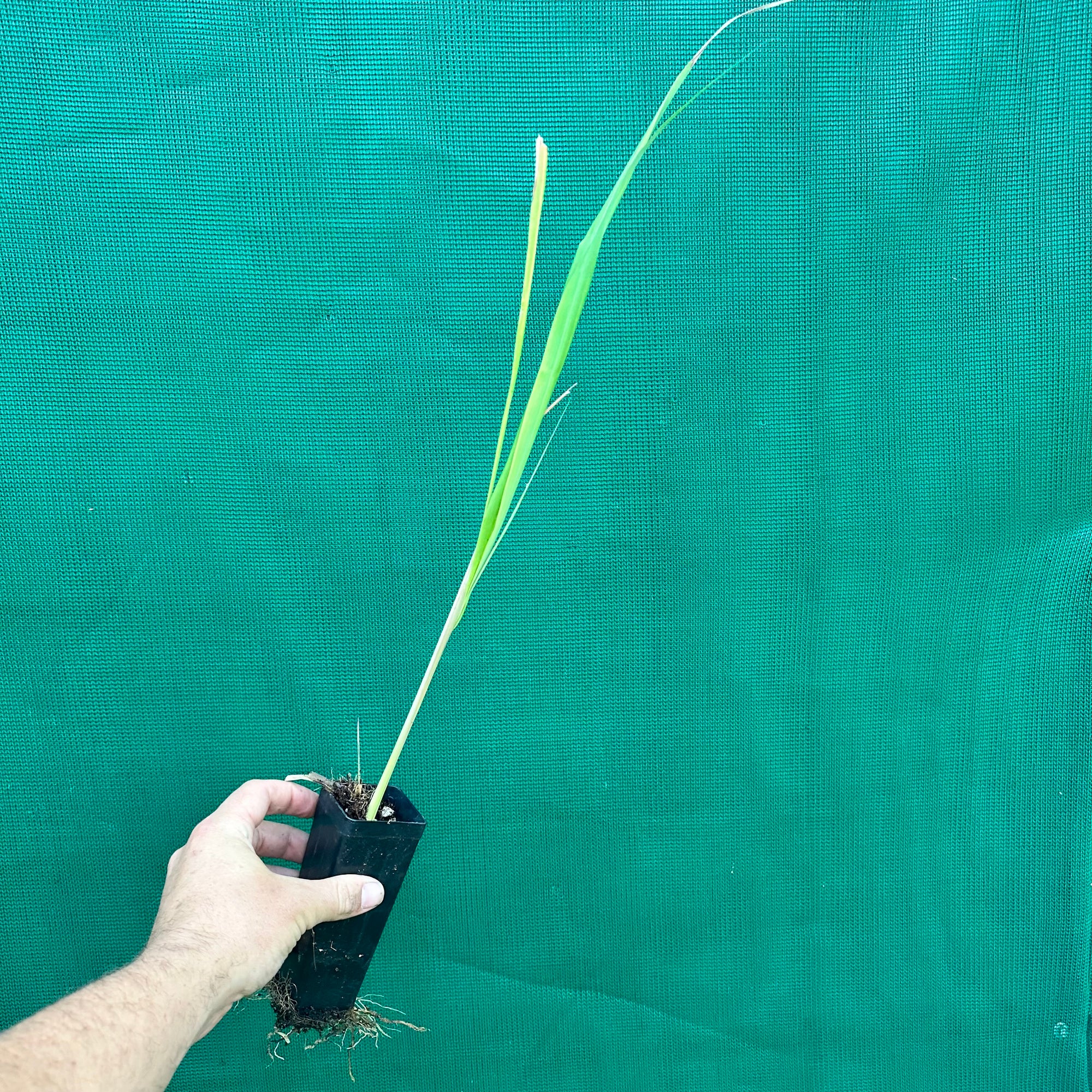East Indian Lemon Grass - Cymbopogon flexuosus NEW