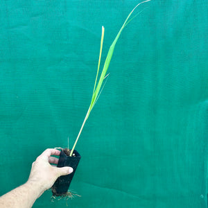 East Indian Lemon Grass - Cymbopogon flexuosus NEW