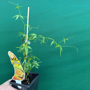 Passion Fruit - Banana NEW