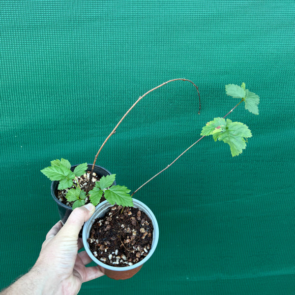 Youngberry - Edible Jungle Nursery