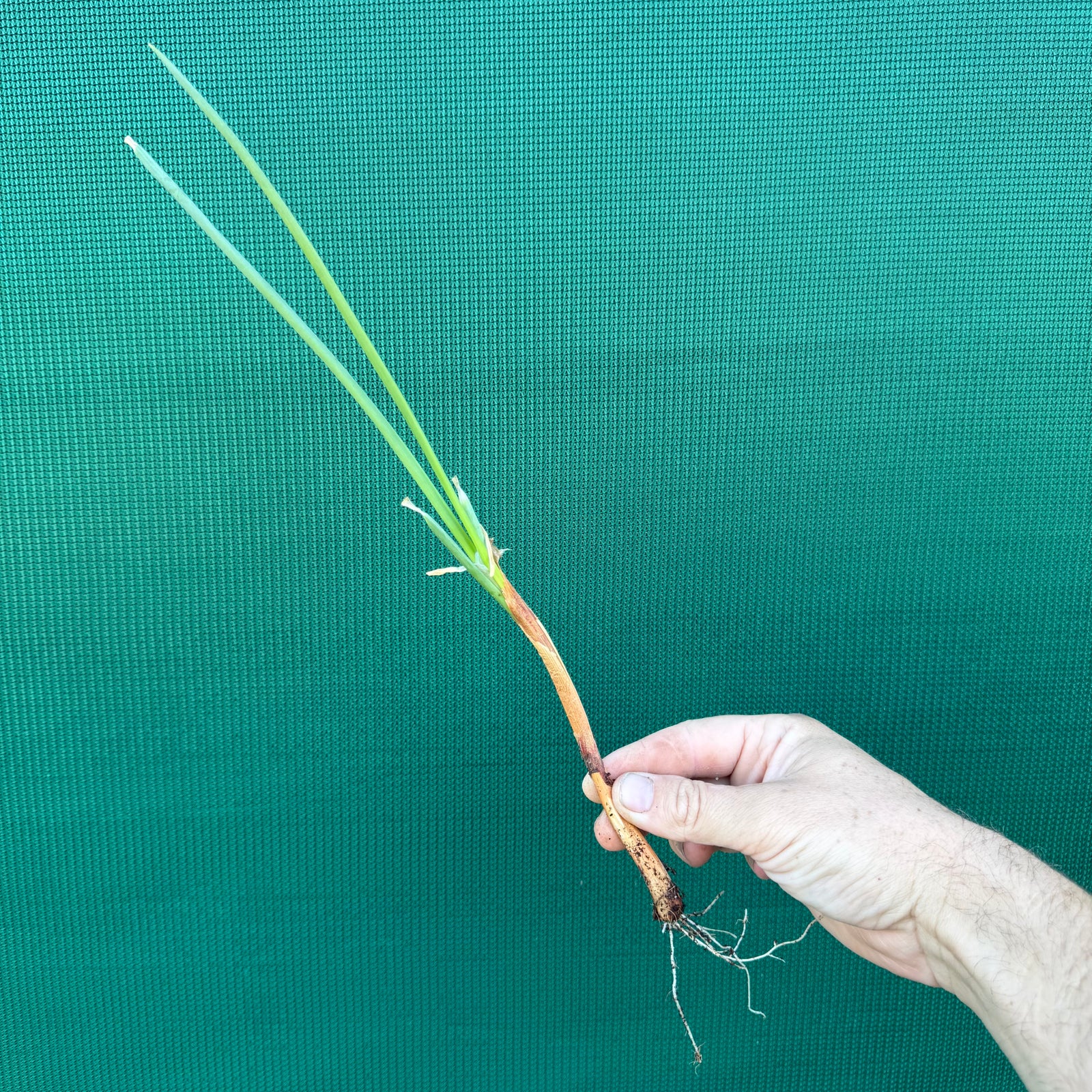 Egyptian Walking Onion