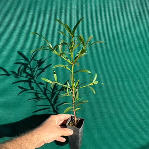 Plum Pine (Podocarpus elatus) NEW