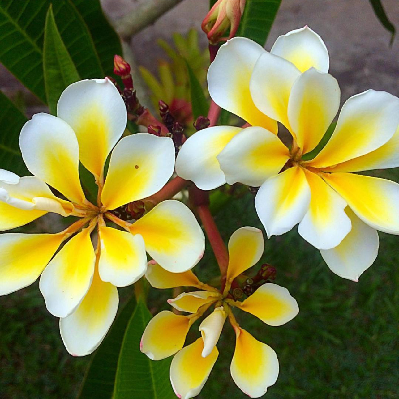 Frangipani - Bali Whirl