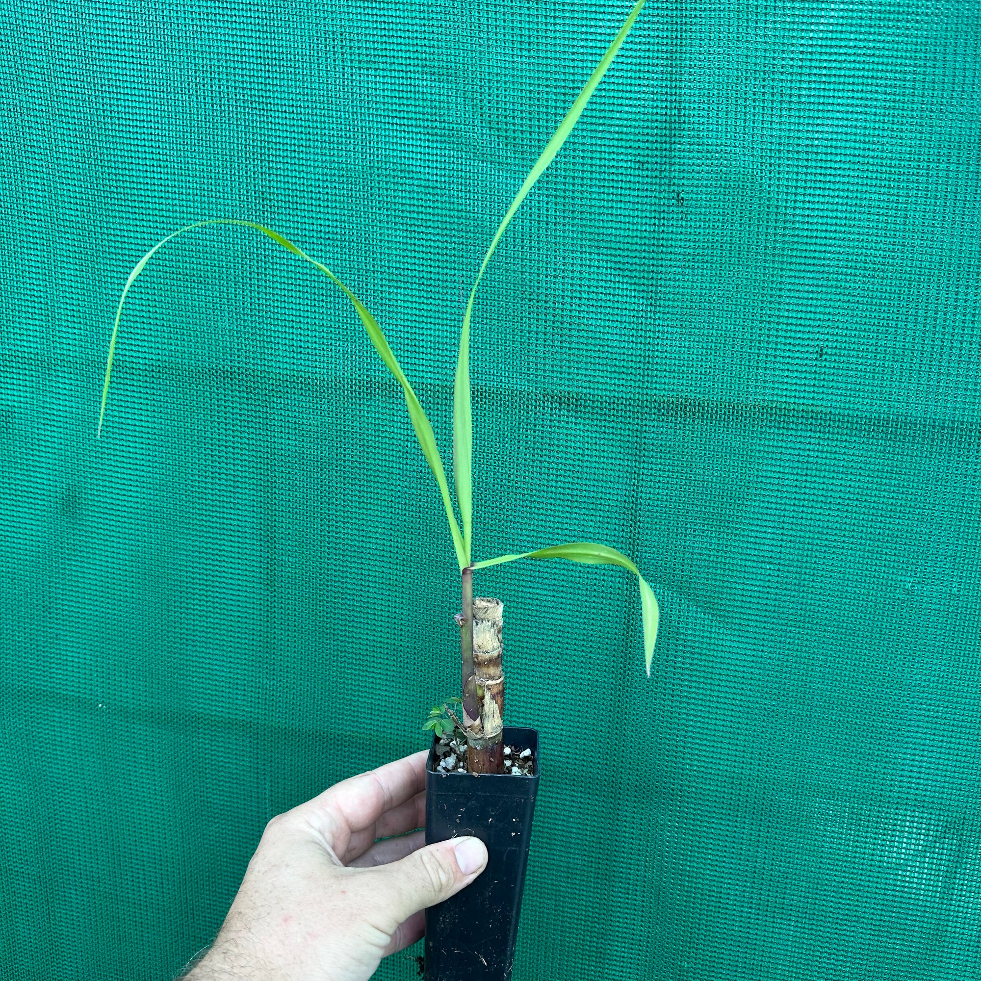 Purple Sugar Cane NEW