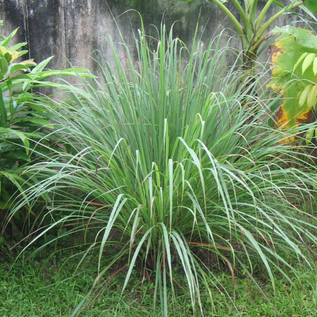 West Indian Lemon Grass - Cymbopogon citratus