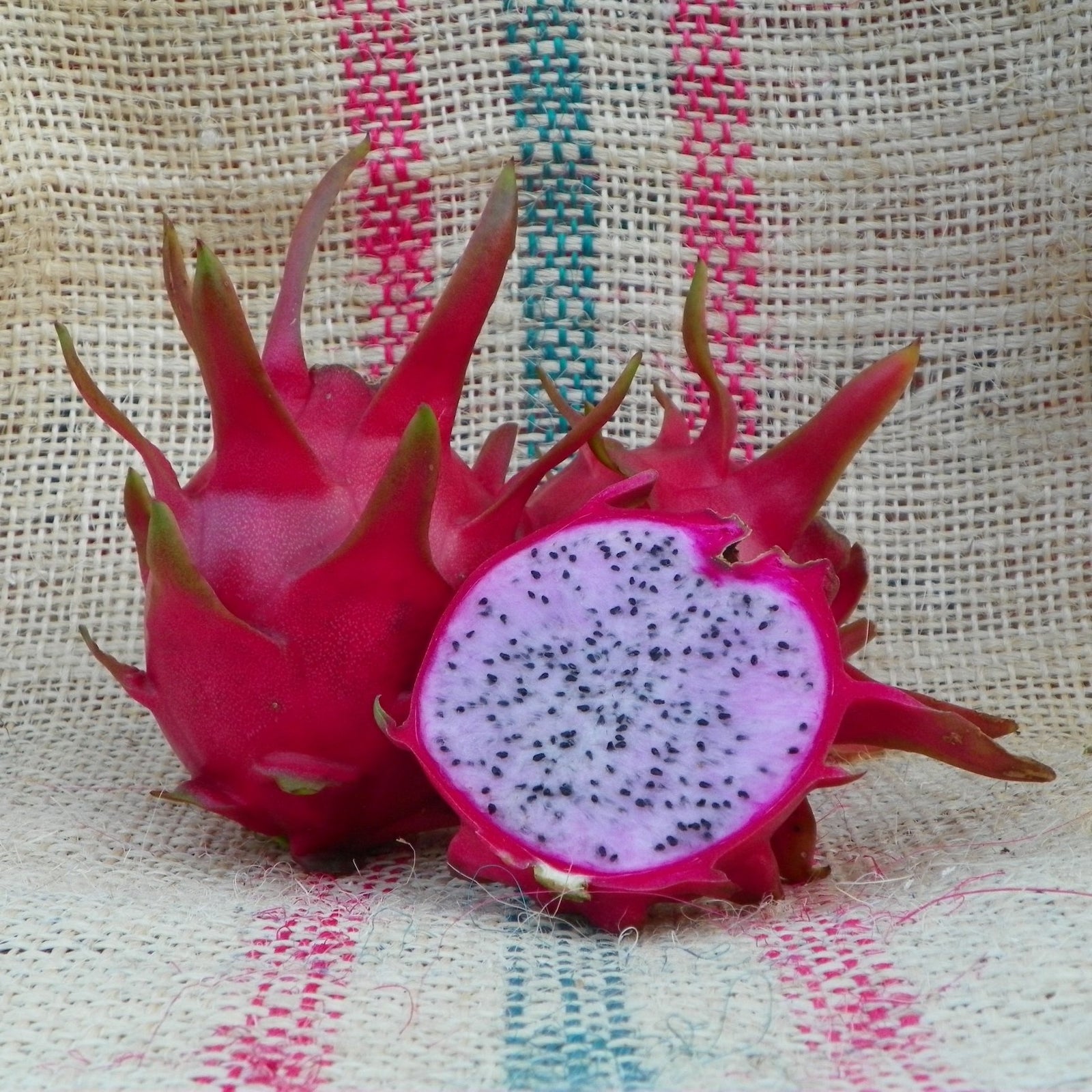Dragon Fruit ‘Delight’