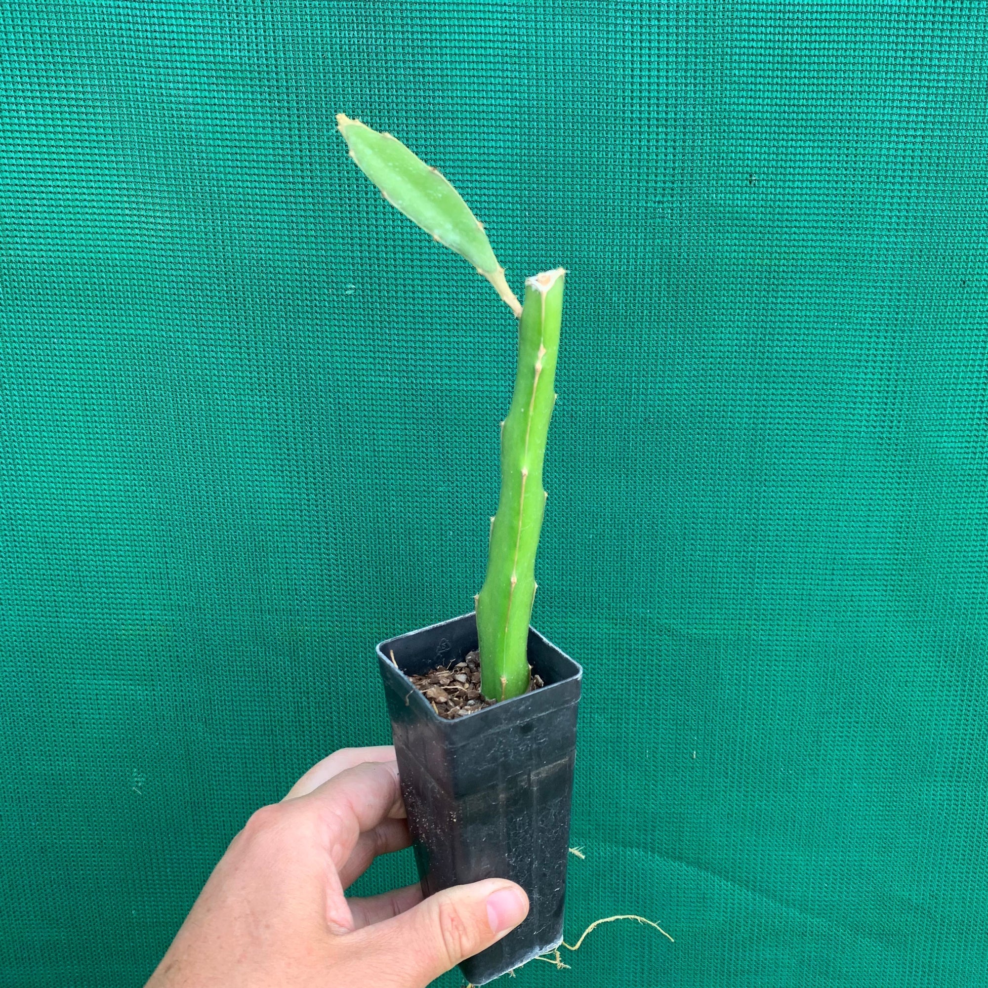 Dragon Fruit ‘Frankies Red’