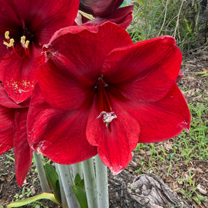 Hippeastrum ‘Benfica’ NEW
