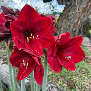 Hippeastrum ‘Benfica’ NEW