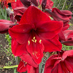 Hippeastrum ‘Benfica’ NEW