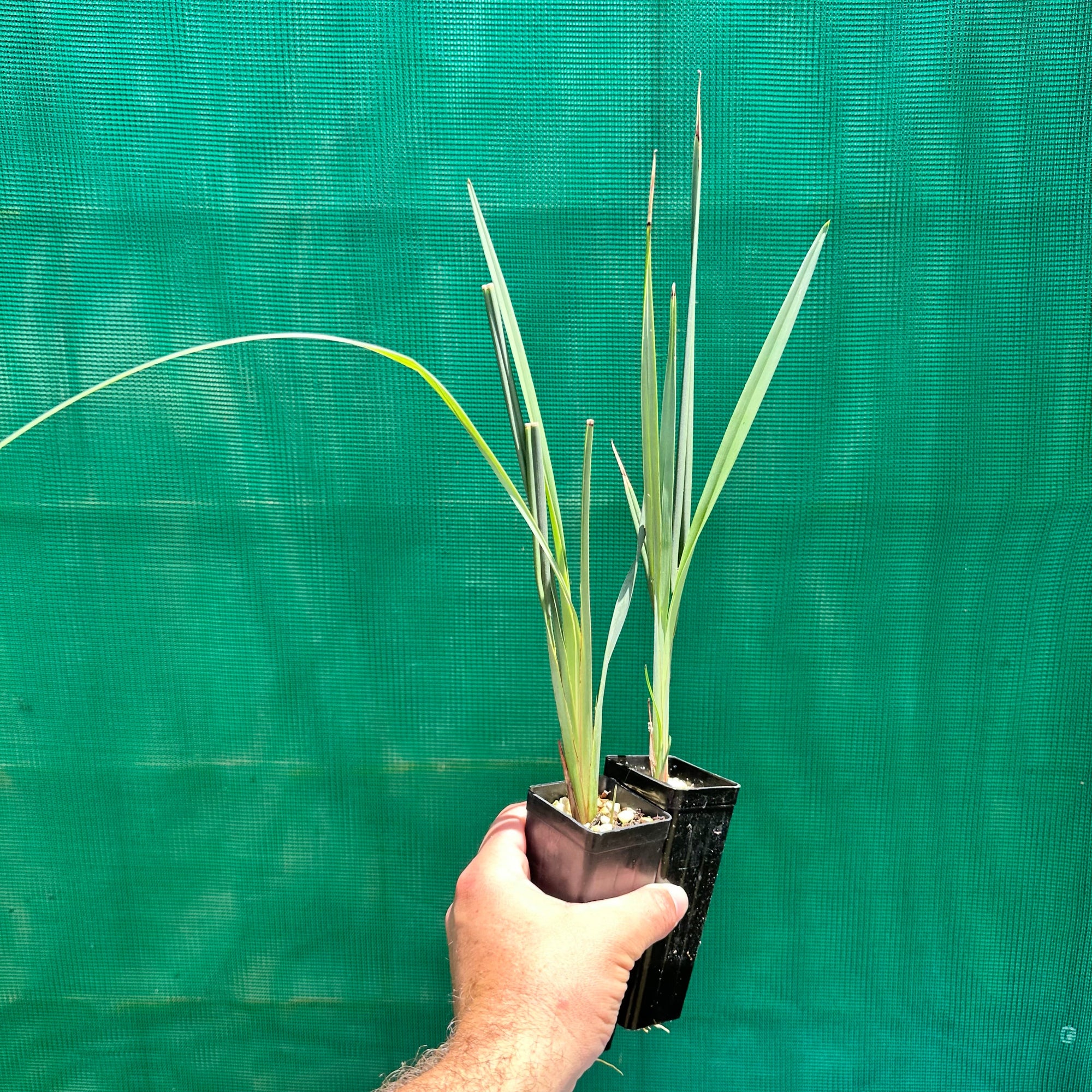 Blueberry Lily - Dianella revoluta