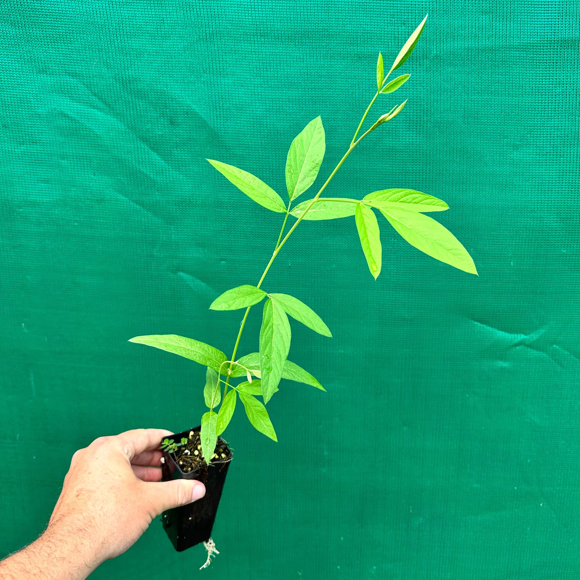 Pigeon Pea - Cajanus cajan