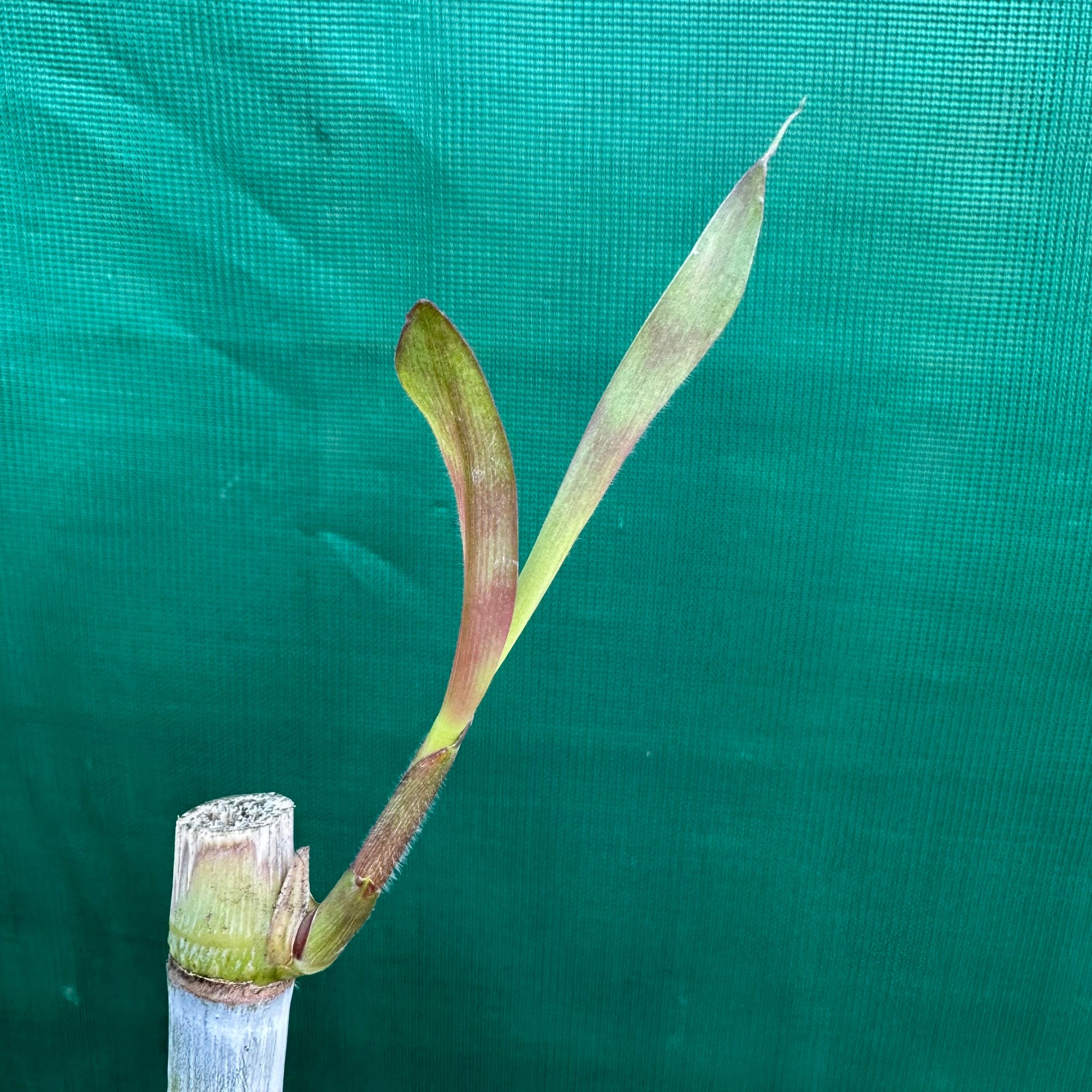 Bana Grass - Pennisetum purpureum x amaricanum NEW