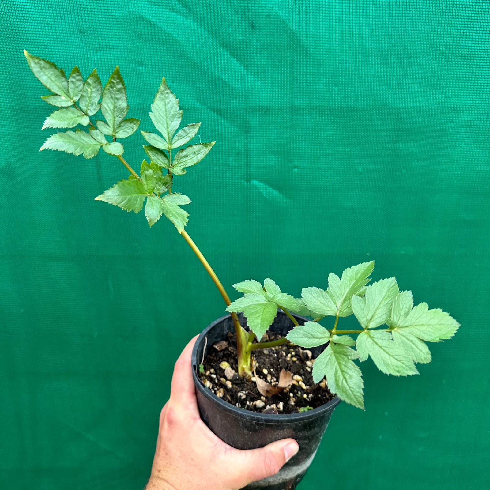 Peruvian Parsnip - Arracacia xanthorrhiza