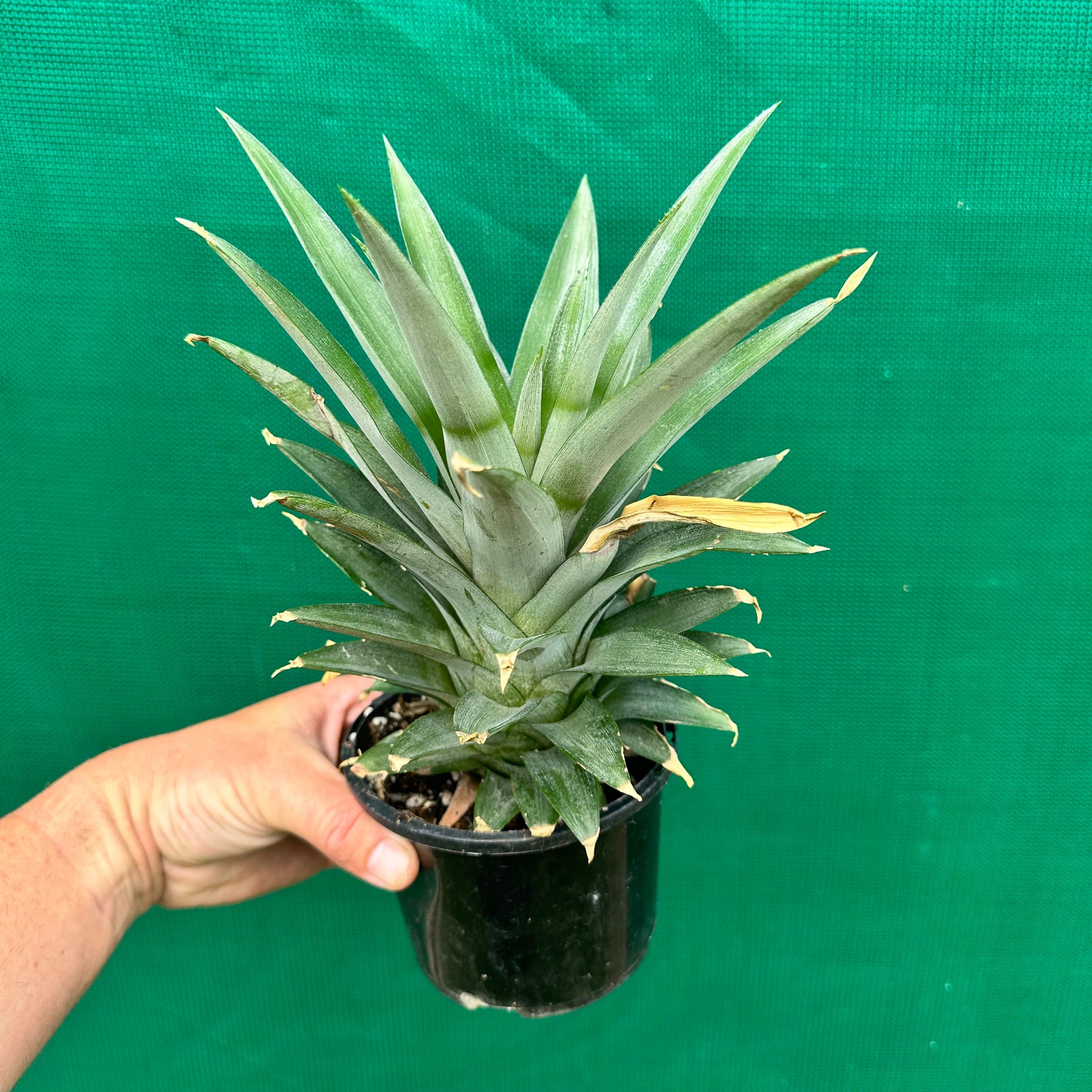 buy pineapple plant australia Pineapple 'Pure Gold' 73-50
