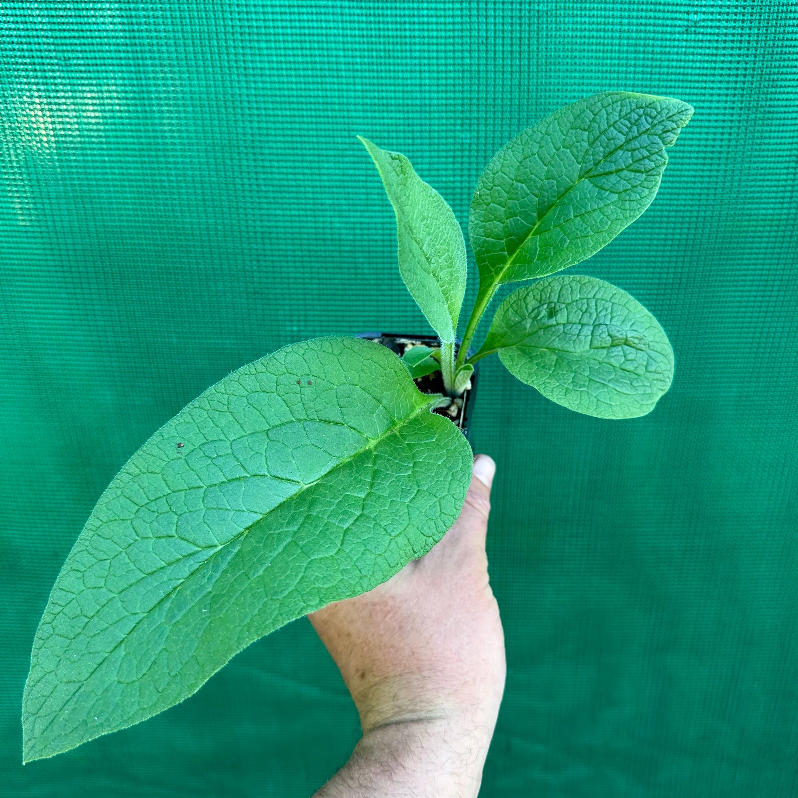 Comfrey - Symphytum officinale