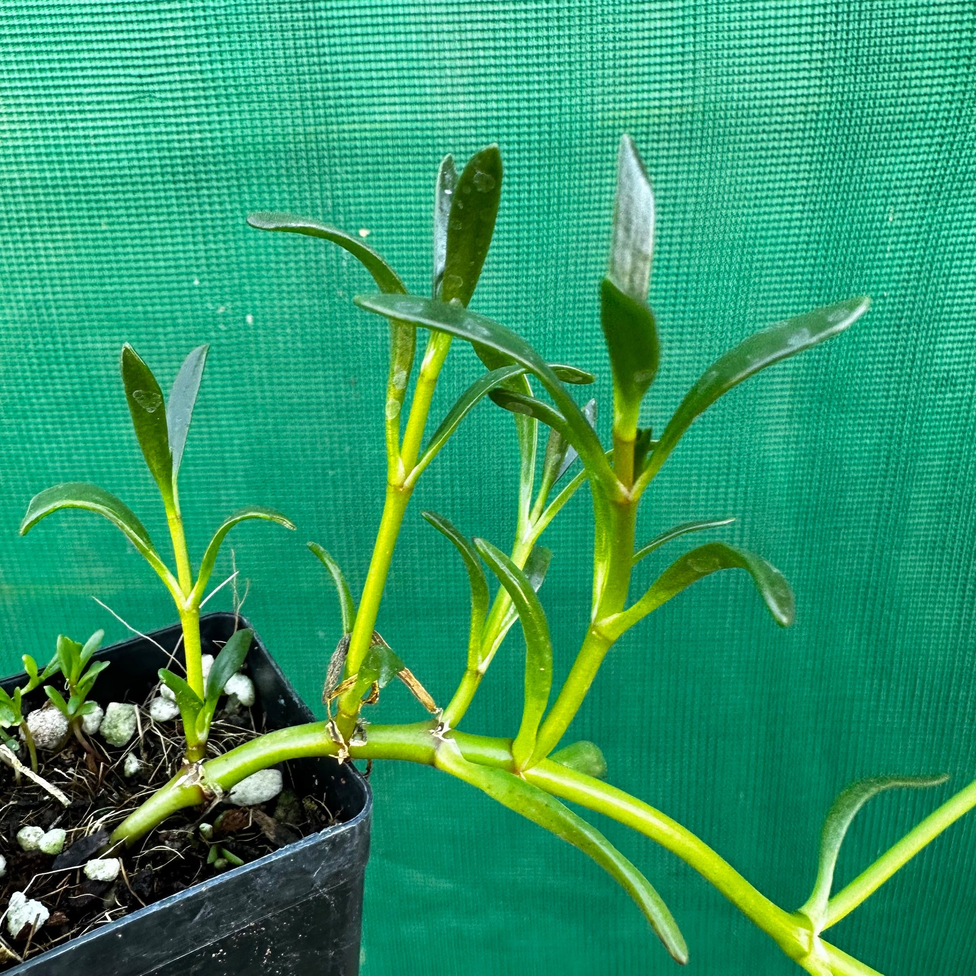 Sea Purslane - Sesuvium portulacastrum