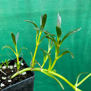 Sea Purslane - Sesuvium portulacastrum