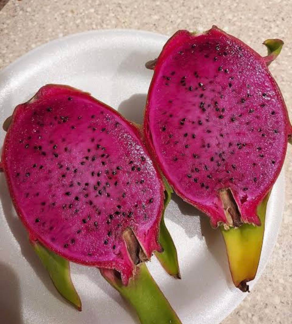 Dragon Fruit ‘Purple Haze’