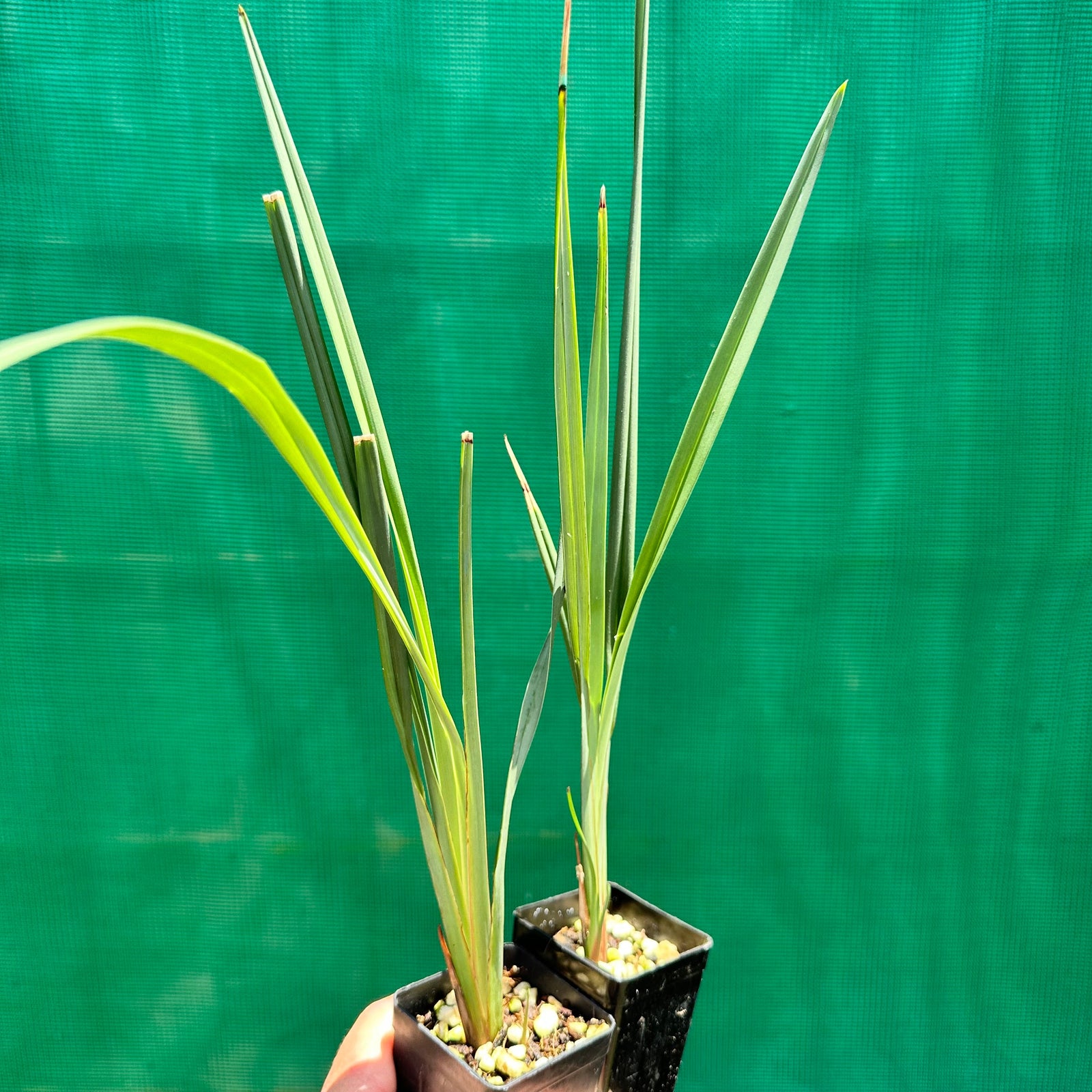 Blueberry Lily - Dianella revoluta