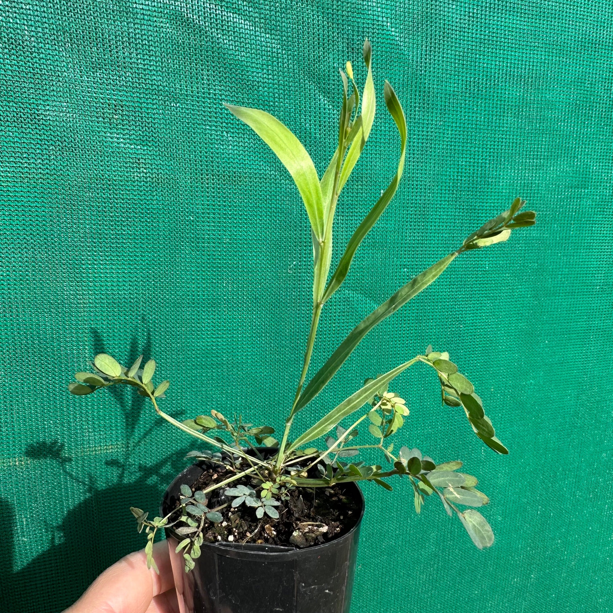 Sweet Scented Wattle - Acacia suaveolens