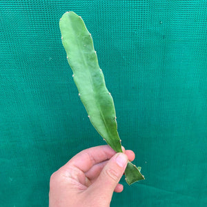 Dragon Fruit ‘Round White’