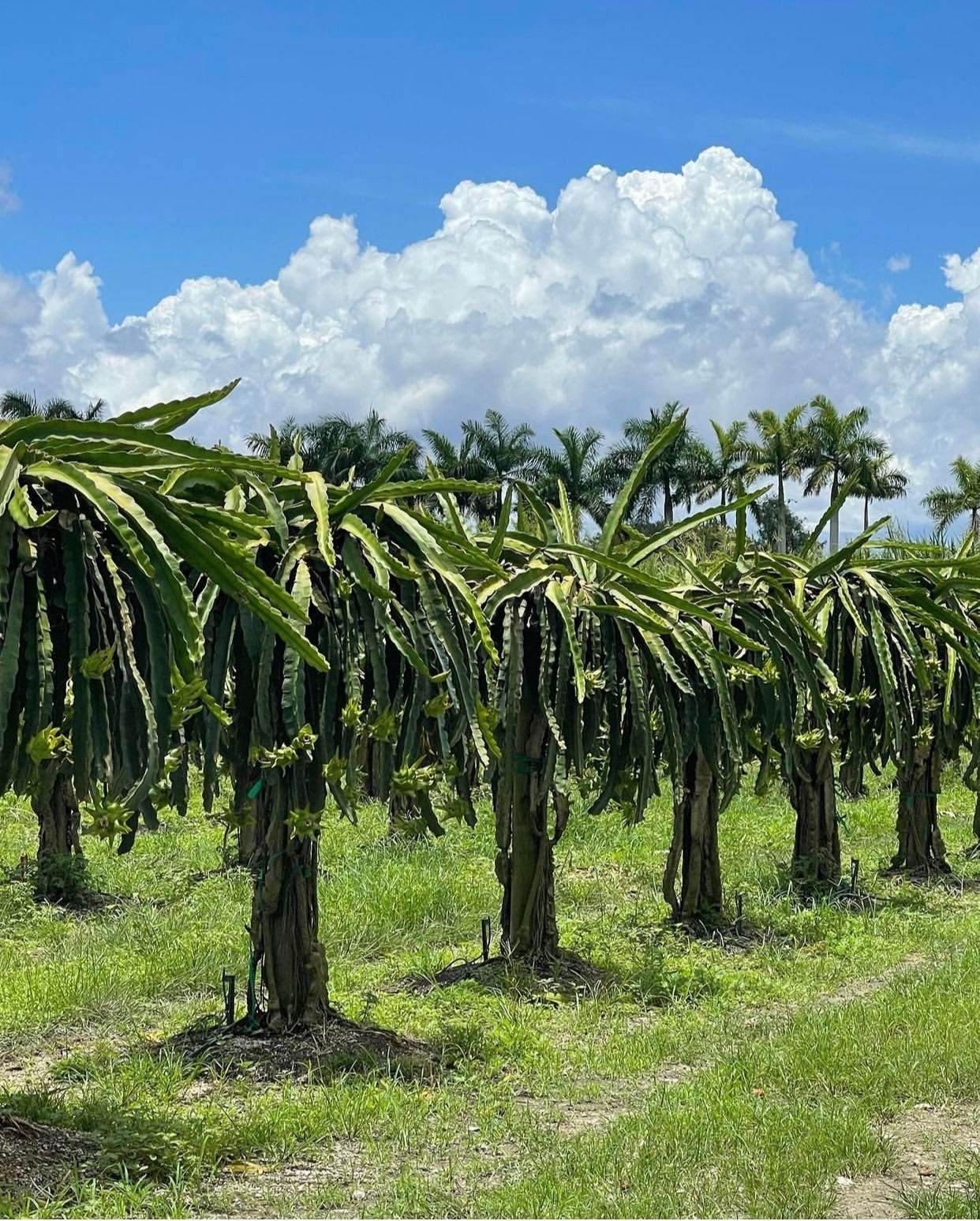 Dragon Fruit ‘MPH’
