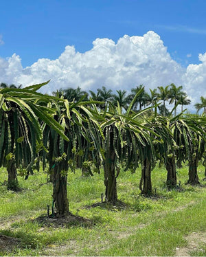 Dragon Fruit ‘Tricia Hybrid’