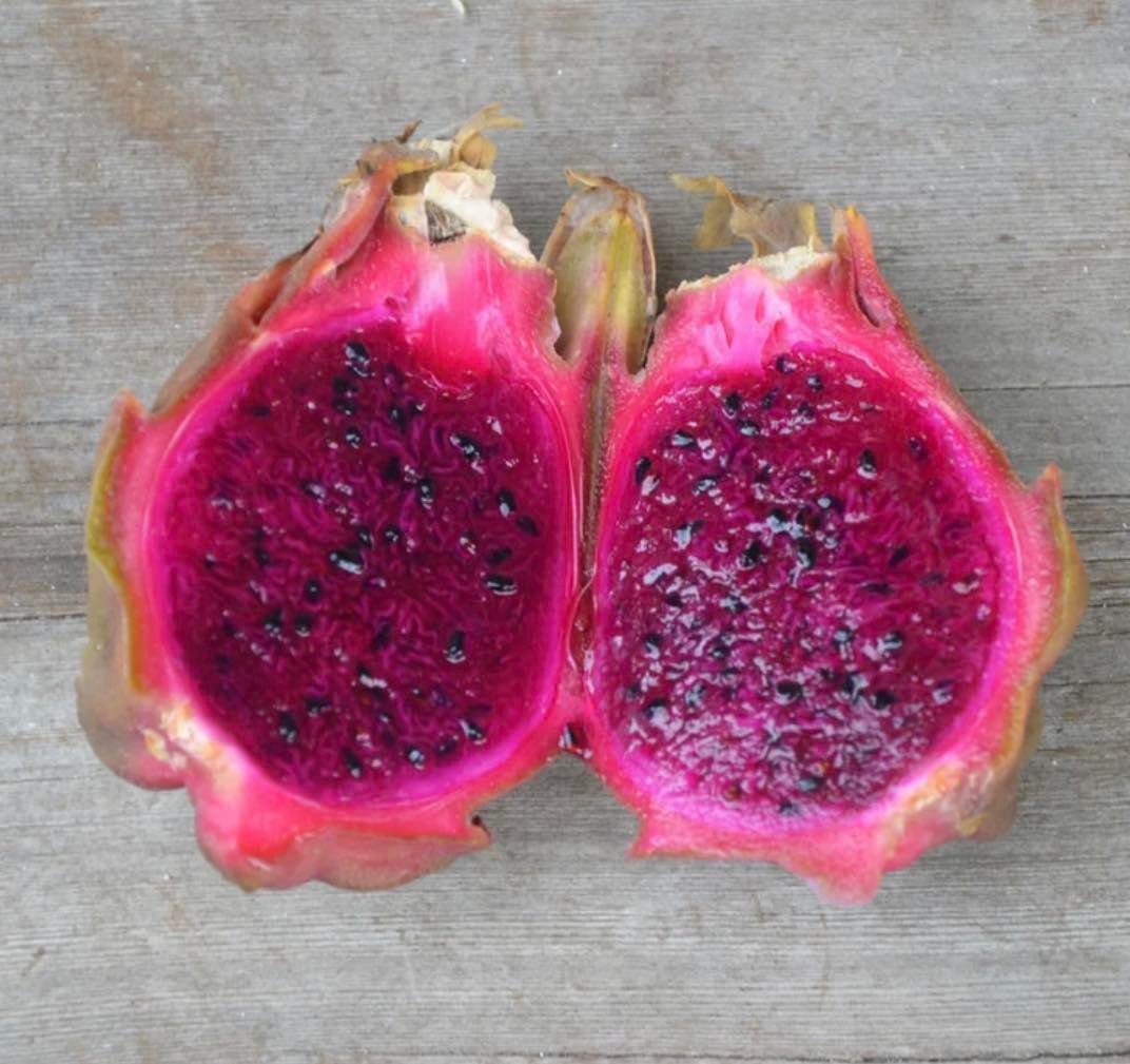 Dragon Fruit ‘Sugar Dragon’