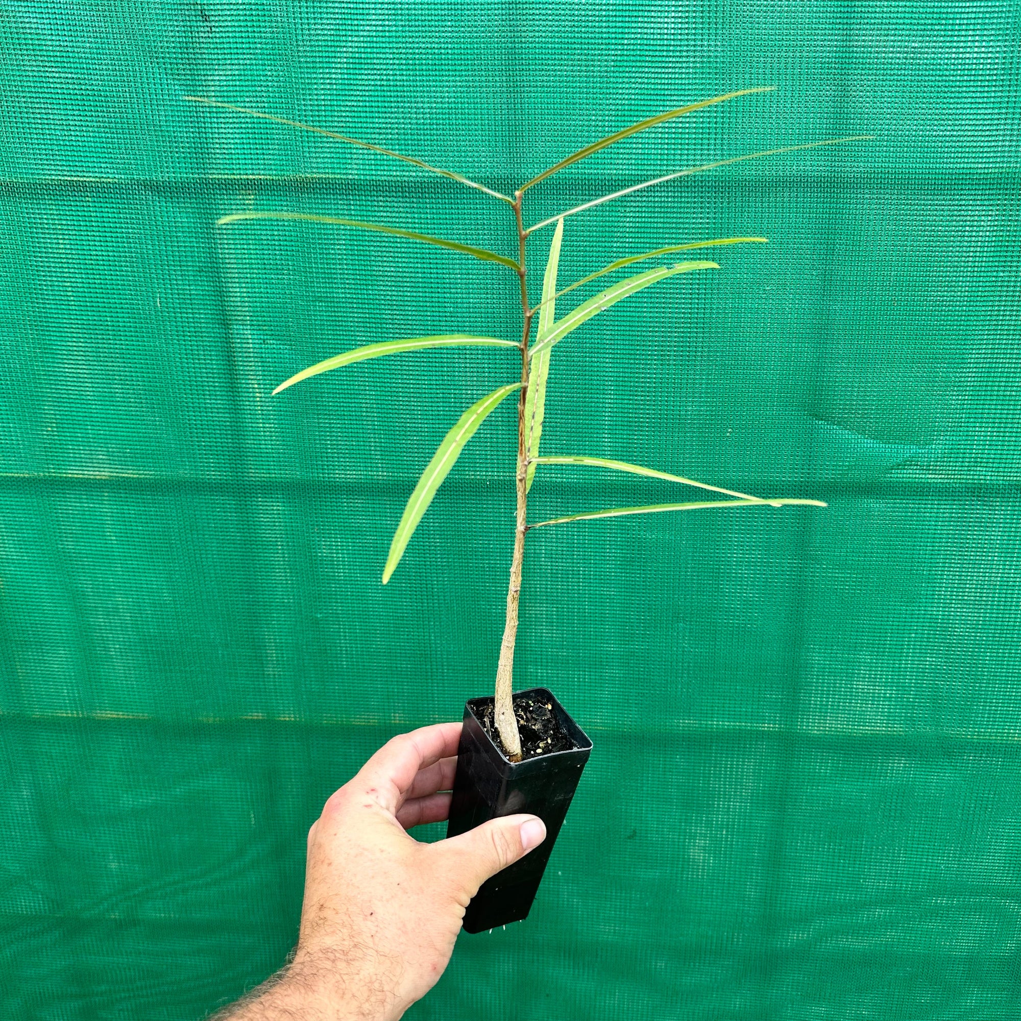 Bottle Tree - Brachychiton rupestris