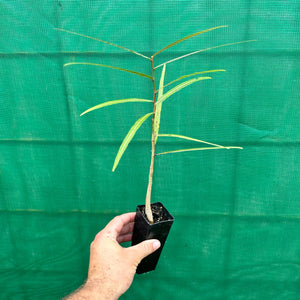 Bottle Tree - Brachychiton rupestris