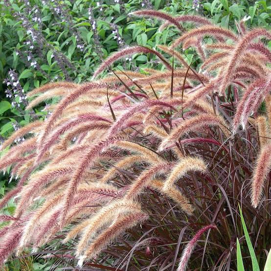 Purple Fountain Grass - Pennisetum  NEW