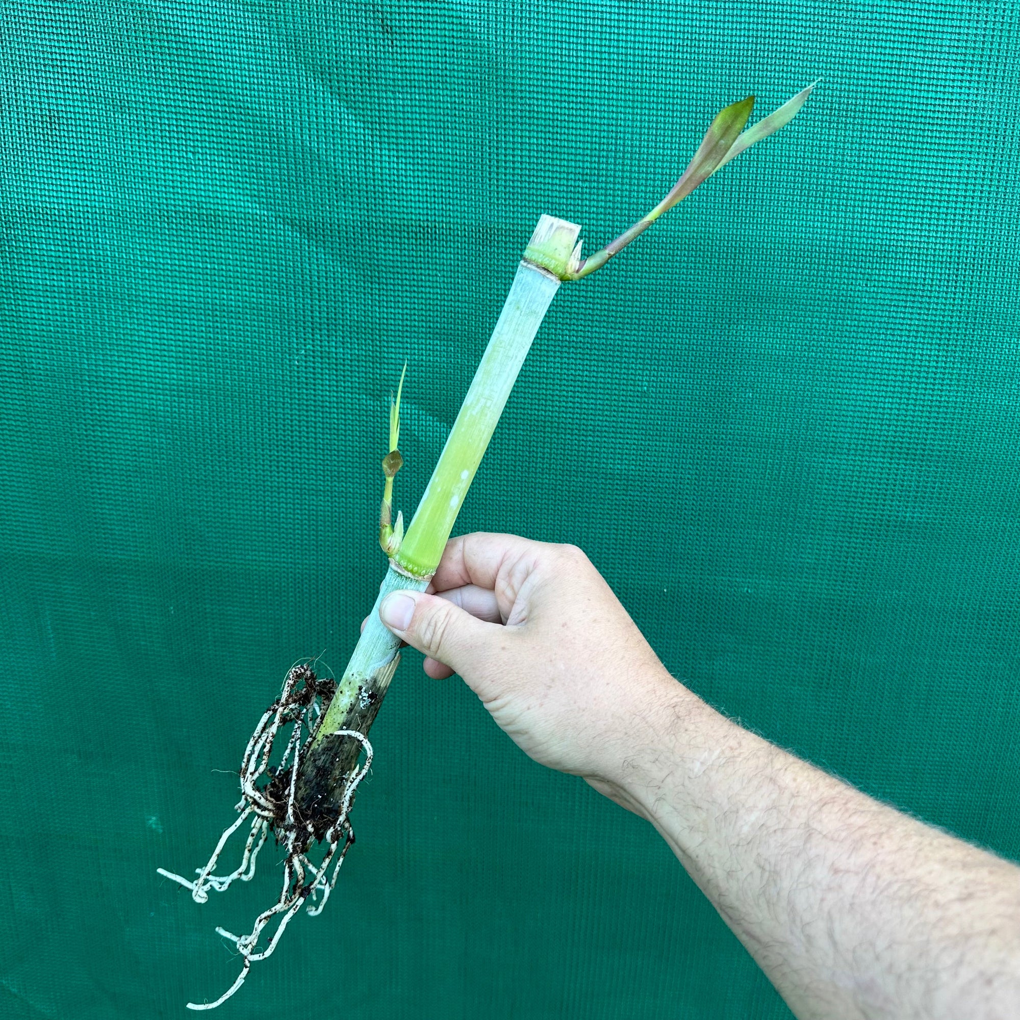 Bana Grass - Pennisetum purpureum x amaricanum NEW