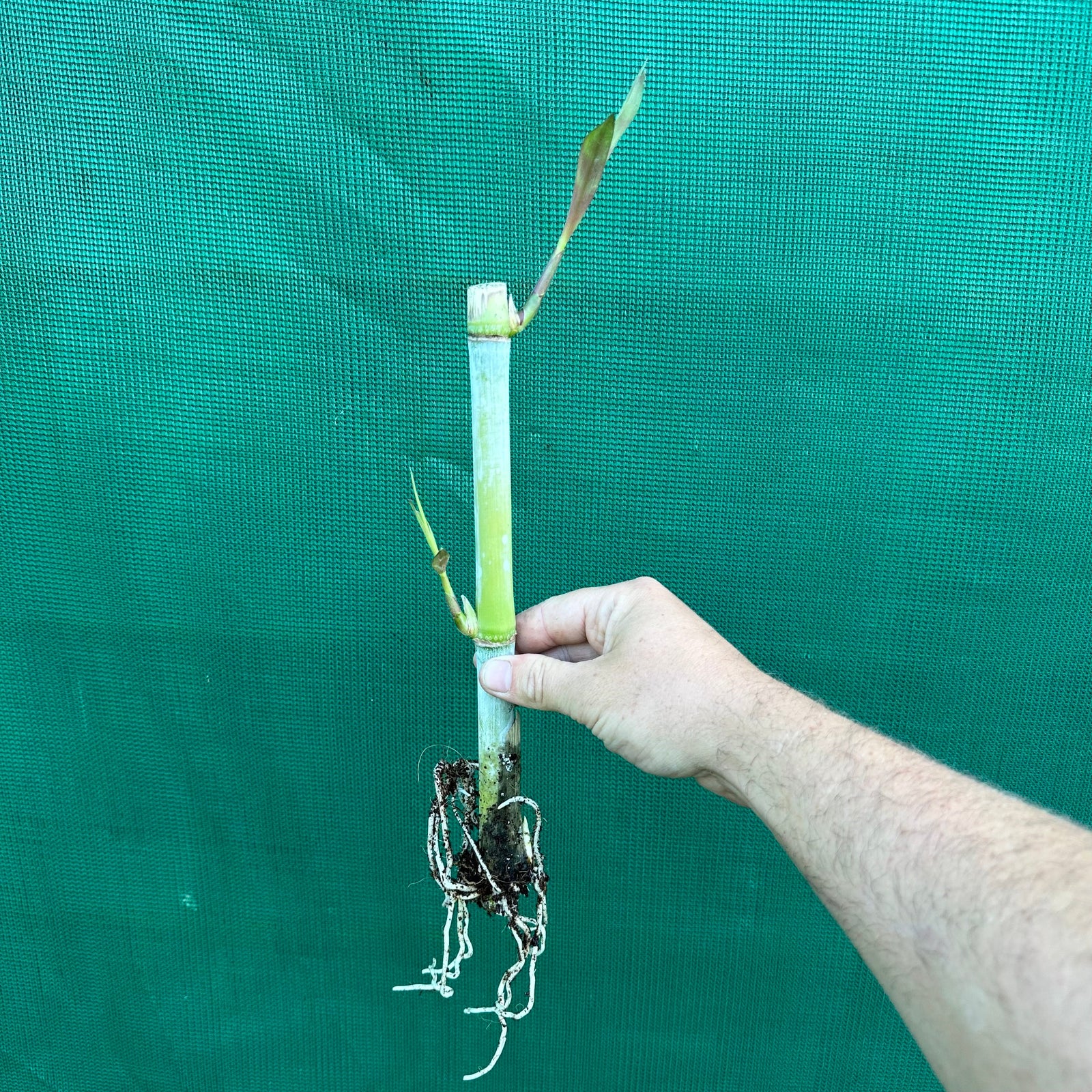 Bana Grass - Pennisetum purpureum x amaricanum