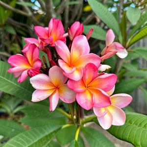 Frangipani - Darwin Pink