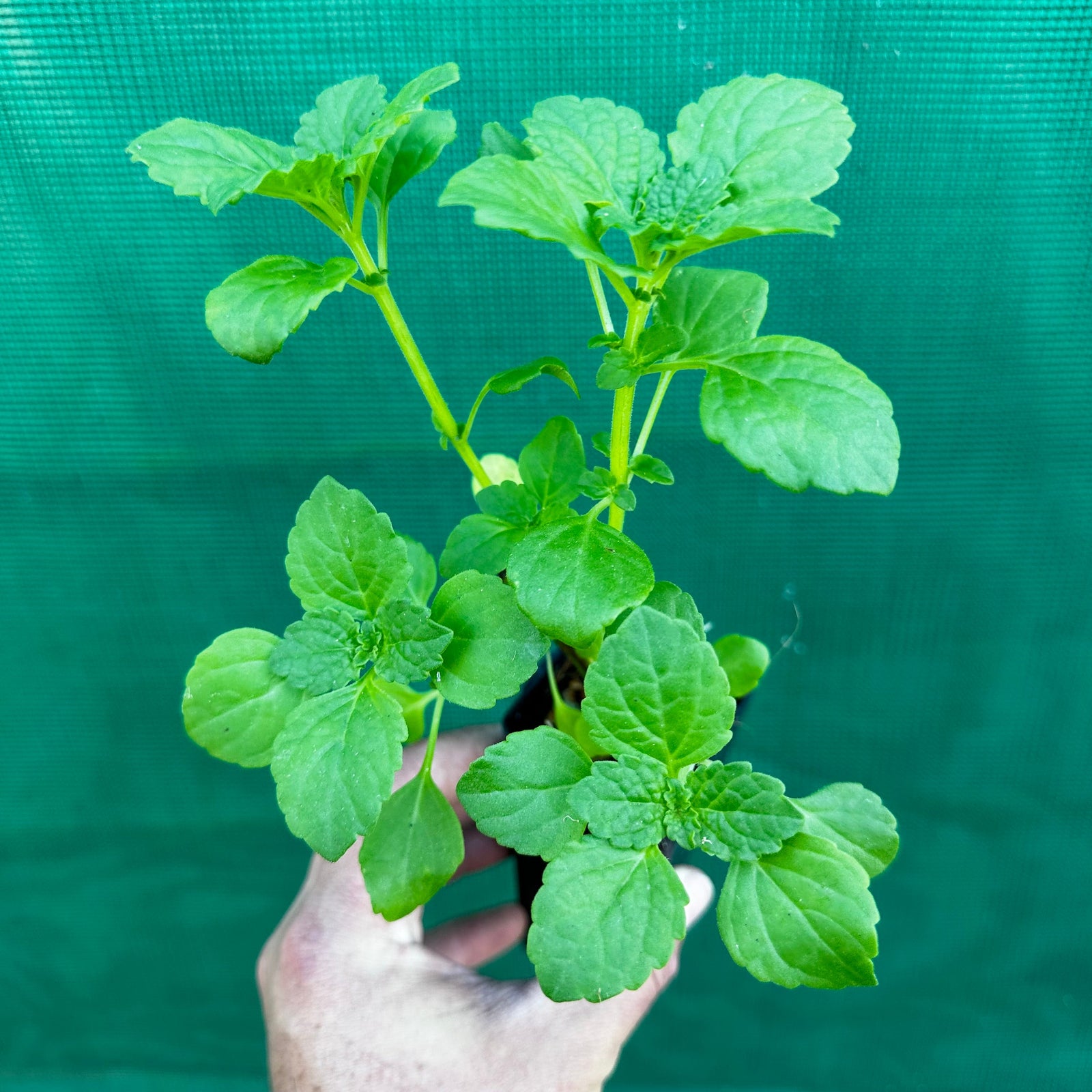 Chinese Potato - Plectranthus rotundifolius