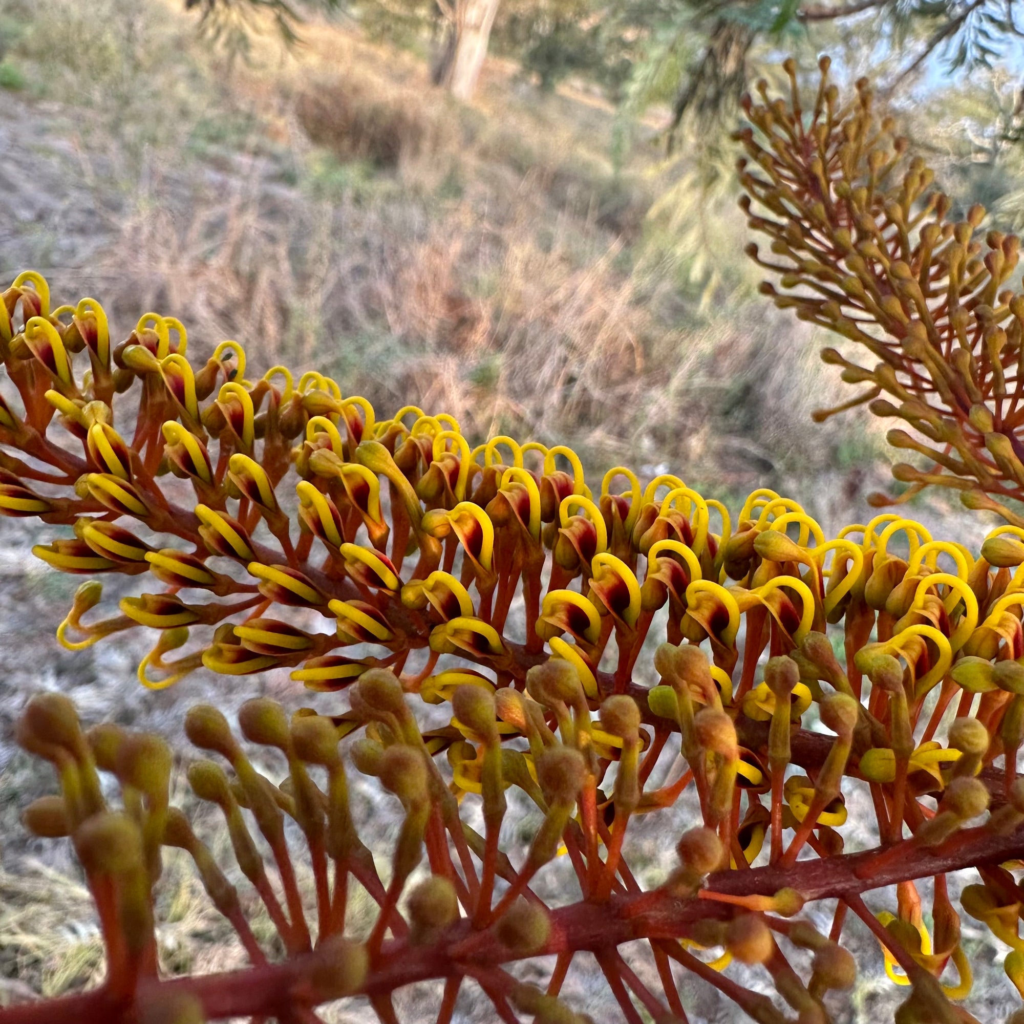 Silky Oak - Grevillia robusta